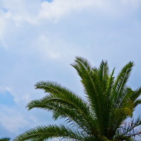 青空と白い雲を背にヤシの木の葉が広がる南国の風景の写真