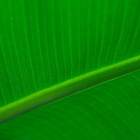 平行に走る葉脈が見える観葉植物の葉の接写の写真