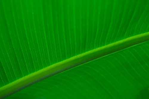 平行に走る葉脈が見える観葉植物の葉の接写