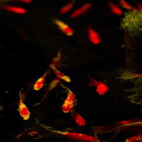 暗い池を優雅に泳ぐ金魚達の写真