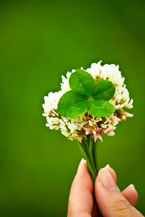 四葉のクローバーと白い小花の束を持つ手