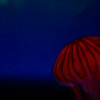 深い海を漂うアカクラゲの触手の写真