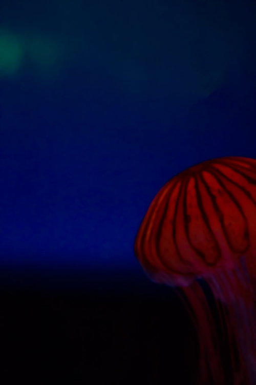 深い海を漂うアカクラゲの触手