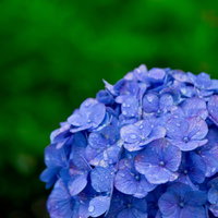 梅雨の雨に濡れた紫陽花の花房の写真