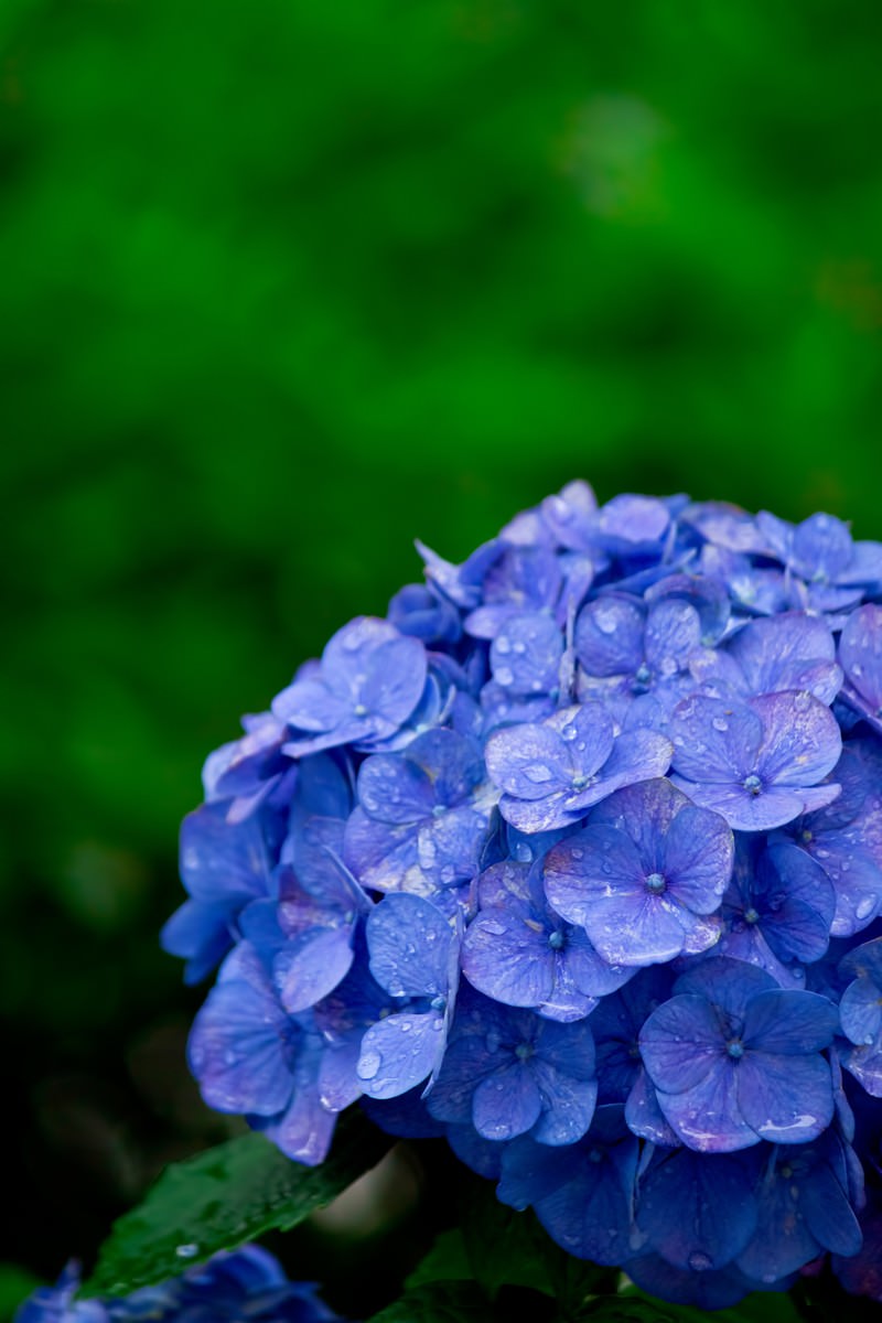 雨に濡れた青紫のアジサイの花房