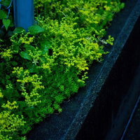 青いフェンスの前で雨に濡れた路肩の雑草の写真