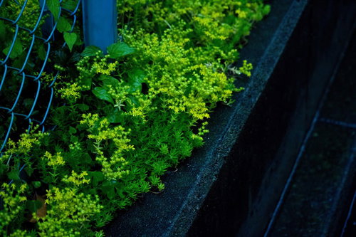 青いフェンスの前で雨に濡れた路肩の雑草