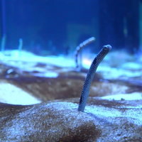 頭をちょっとだけ出すチンアナゴの写真