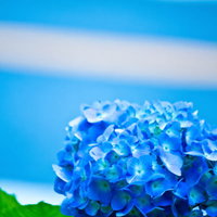 ぼけた背景に浮かぶ青い紫陽花の花の写真