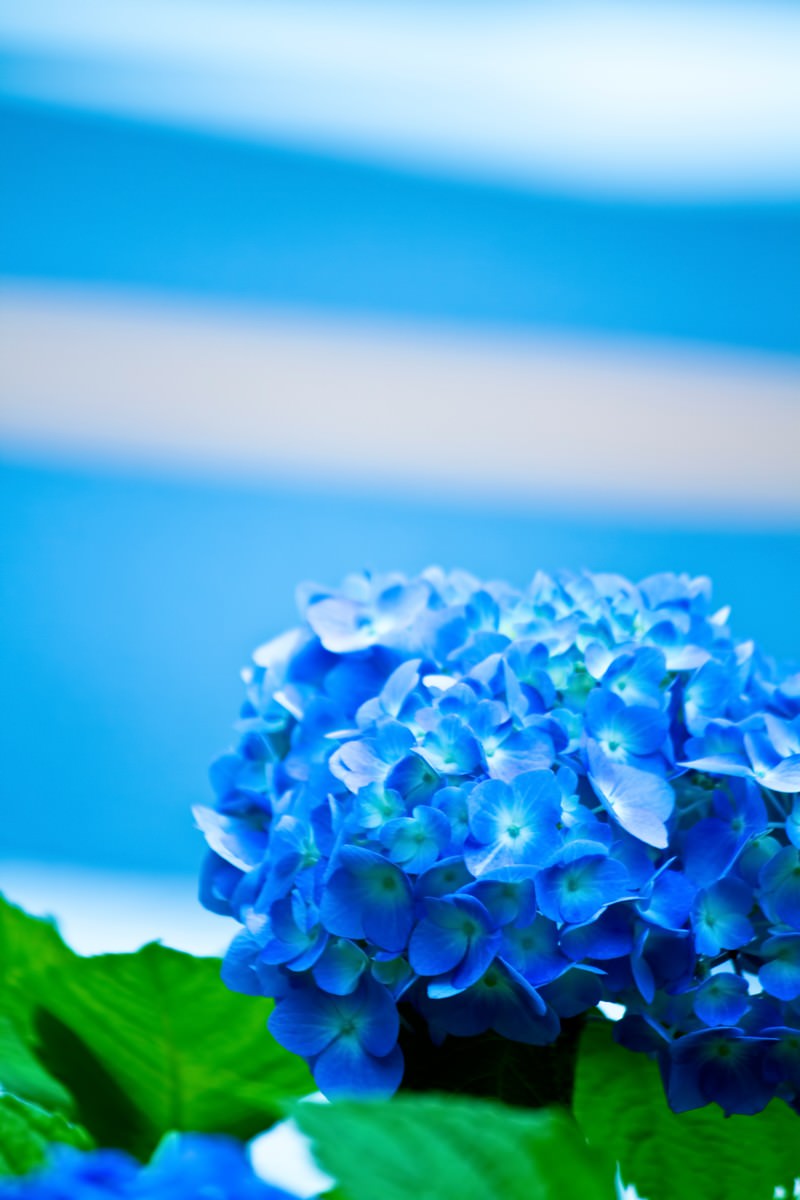 ぼけた背景に浮かぶ青い紫陽花の花