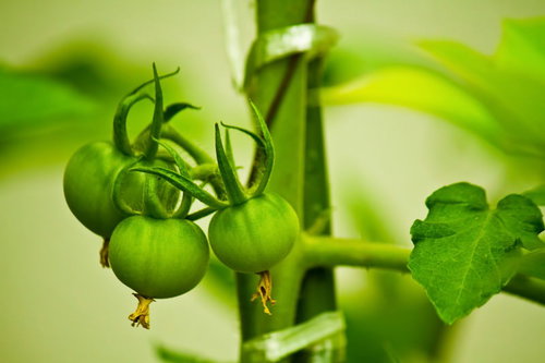 茎にまだ青い実が房状に並ぶミニトマト