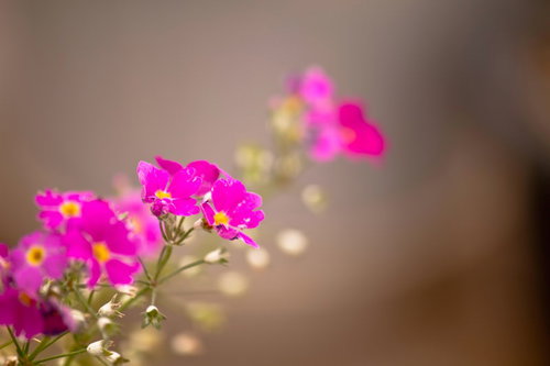 ピンク色の小さな花