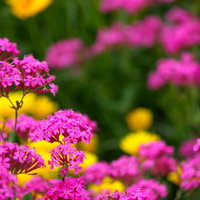 黄色い花をぼかした手前のピンクの小さな花の写真