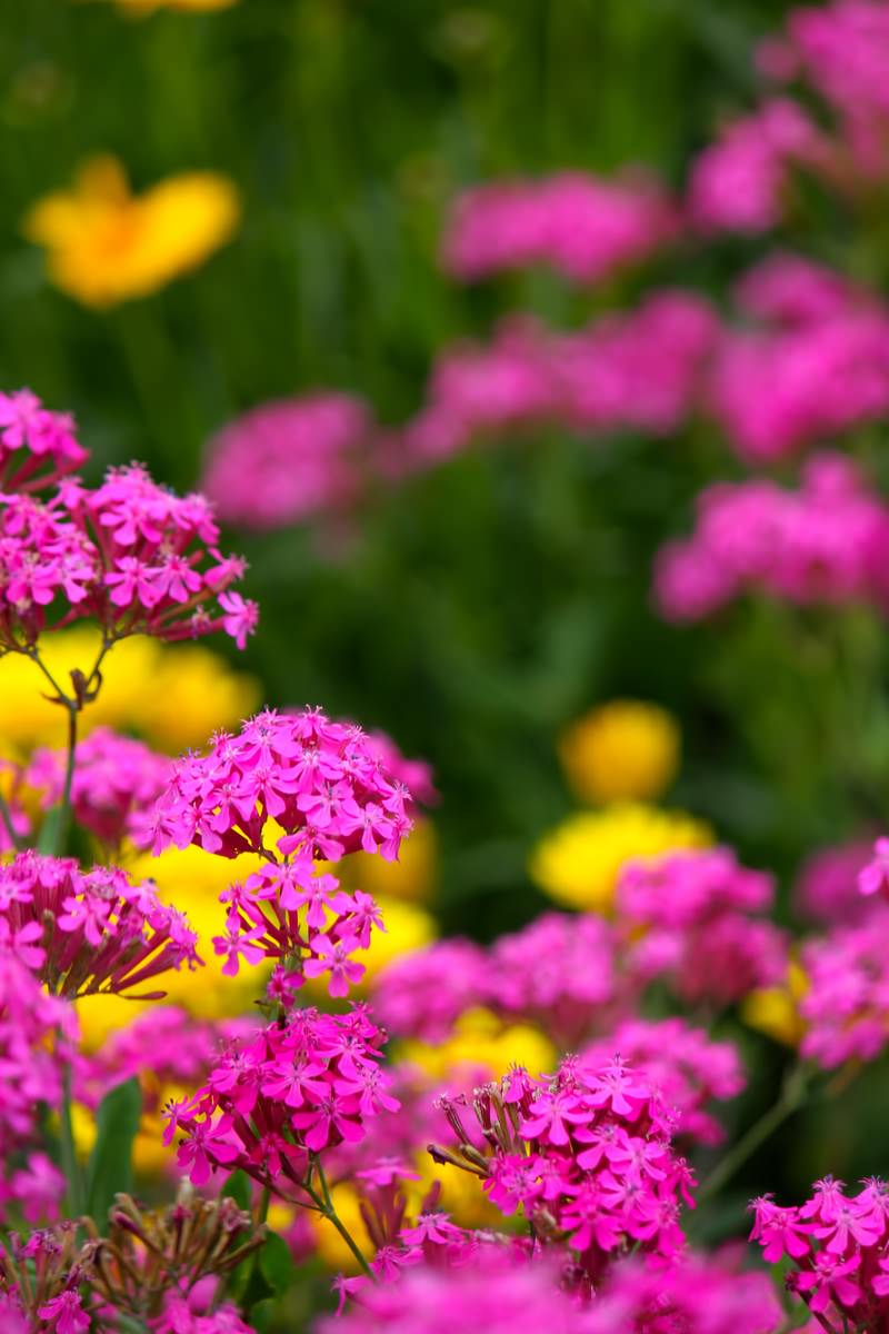 手前のピンクの花と背景にぼけた黄色い花