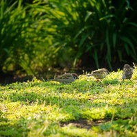 苔の上に集まる公園のすずめ達の写真