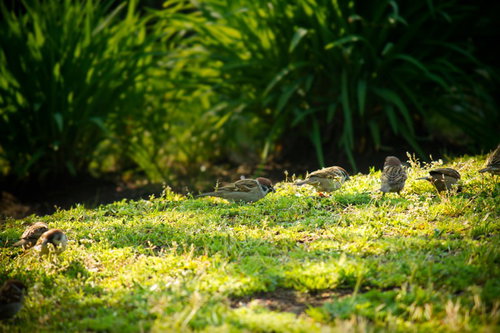 苔の上に集まる公園のすずめ達