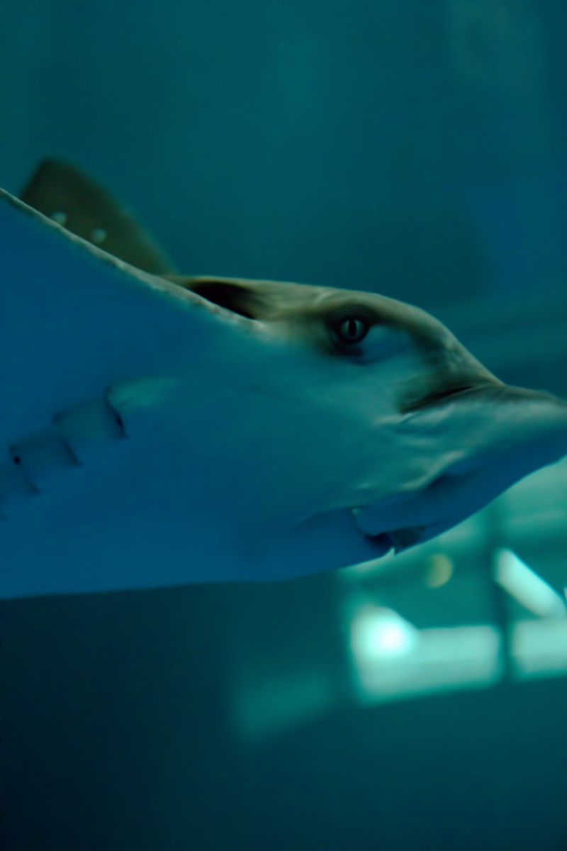 水族館の水槽でサメの顔を見上げたアングルのクローズアップ