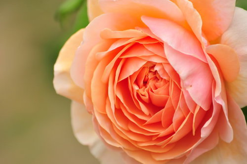 ピンク色のイングリッシュローズ