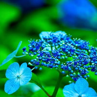 梅雨に咲く青いガクアジサイの花の写真