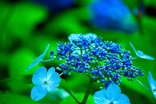 梅雨に咲く青いガクアジサイの花