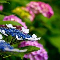 手前の青と奥のピンク色のアジサイの写真