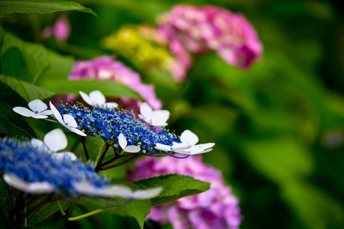 手前の青と奥のピンク色のアジサイ