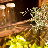 牛乳瓶入れの棚と手前の植物の写真
