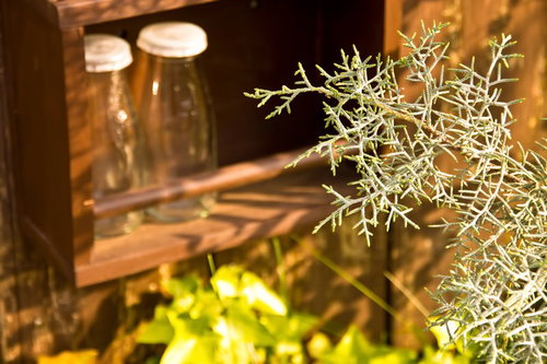 牛乳瓶入れの棚と手前の植物