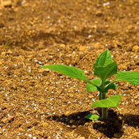 畑の土から元気に芽を出す苗の写真