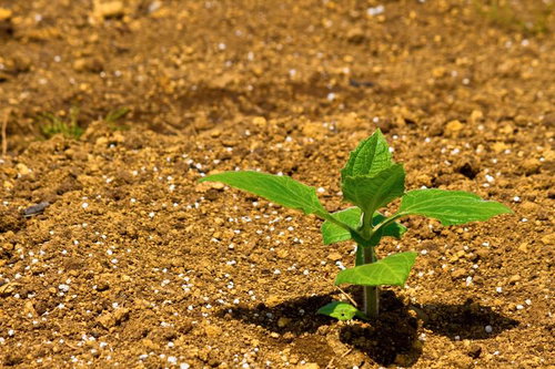 畑の土から元気に芽を出す苗