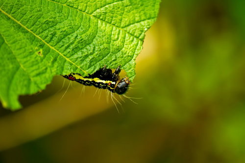 【毛虫注意】緑の葉の縁で葉を食べる黒と黄色の毛虫