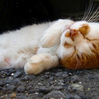 地面で寝返りする茶白猫の写真