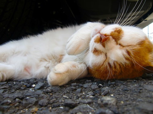 地面で寝返りする茶白猫