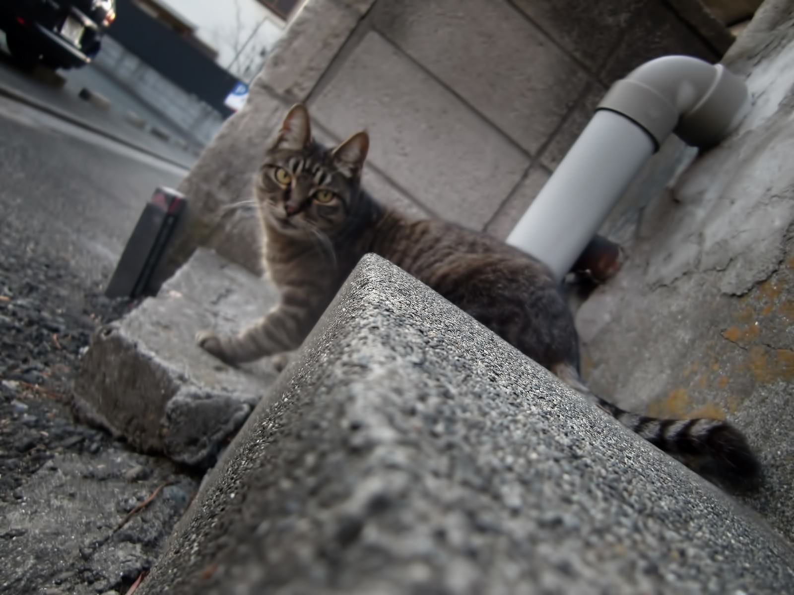 コンクリートブロックに座る茶トラ猫