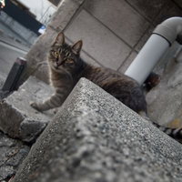 駐車場で様子を伺う茶トラ猫の写真