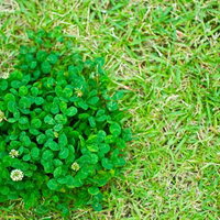 芝生の中に白い花が咲くクローバーの群れの写真