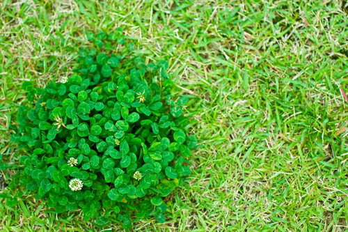 芝生の中に白い花が咲くクローバーの群れ