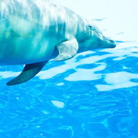 水族館の水中を泳ぐイルカの写真