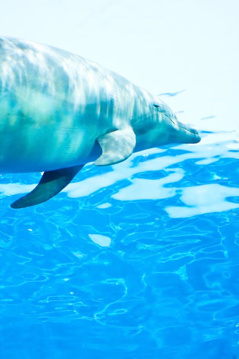 水族館の水中を泳ぐイルカ