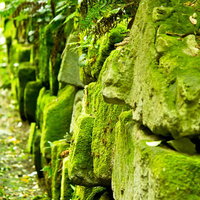 苔むした石垣が並ぶ森の中の写真