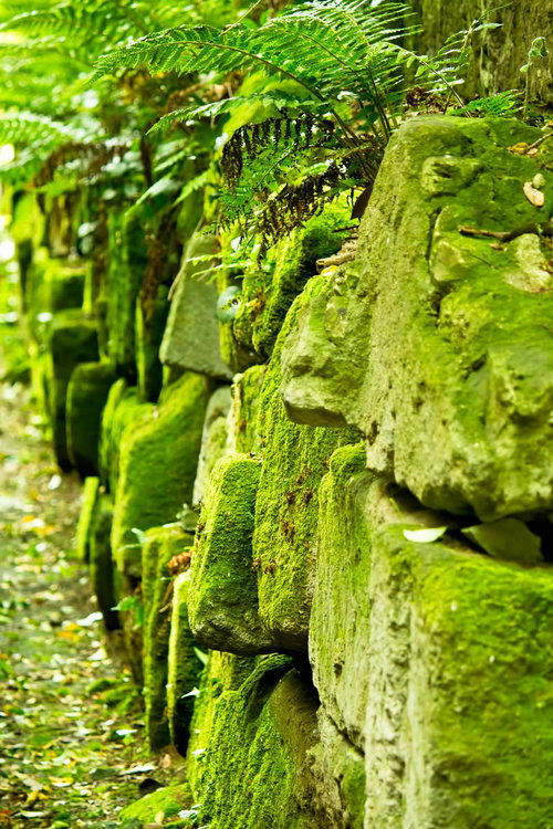 苔むした石垣が並ぶ森の中