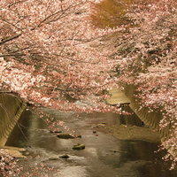 板橋十景 石神井川の桜並木の写真