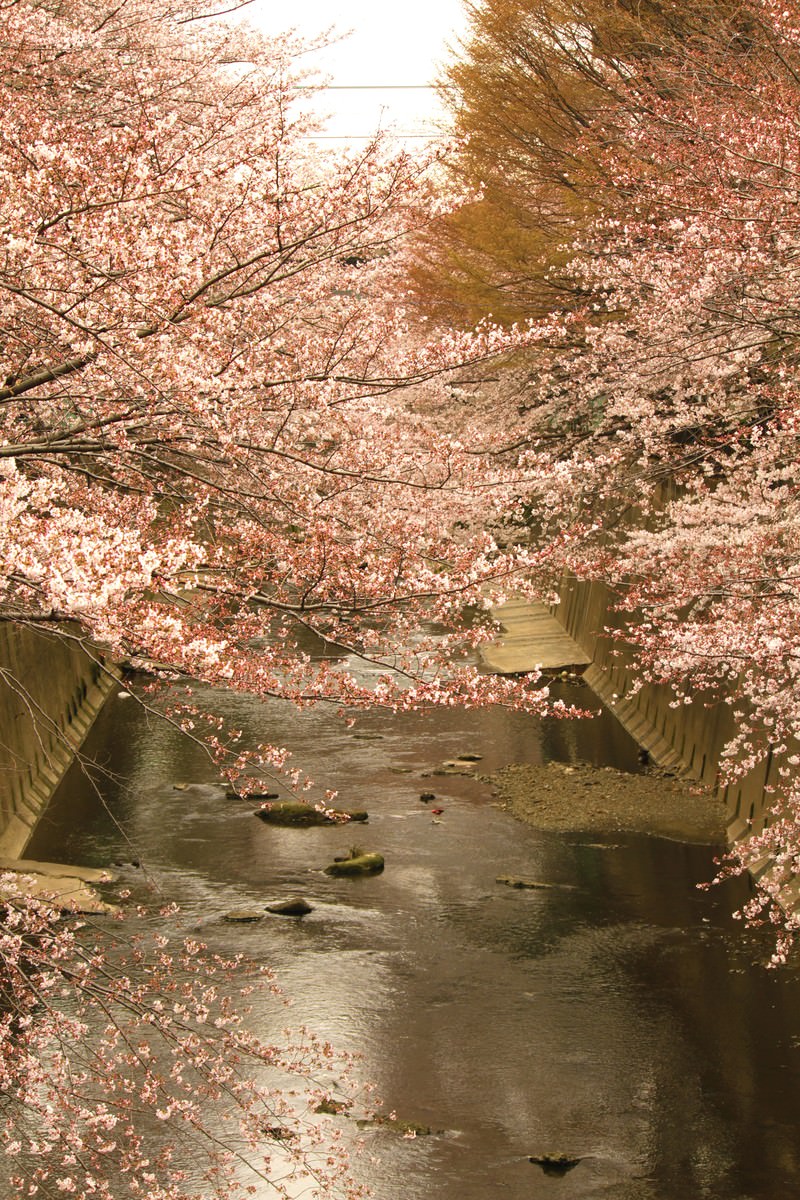 石神井川の両岸を覆う満開の桜
