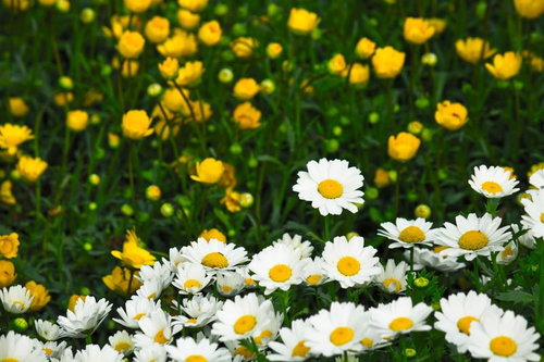 白いデイジーと黄色い花が咲く庭園