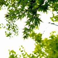 光を透かして明るい楓の緑の葉と木漏れ日の写真