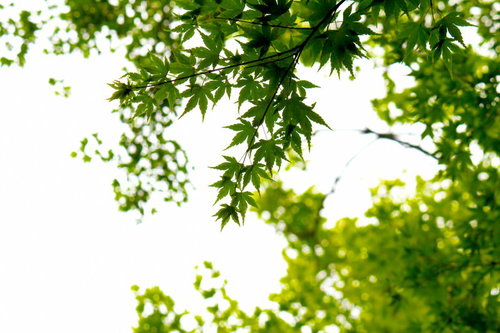 光を透かして明るい楓の緑の葉と木漏れ日