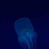 青く光る透明なカミクラゲの写真