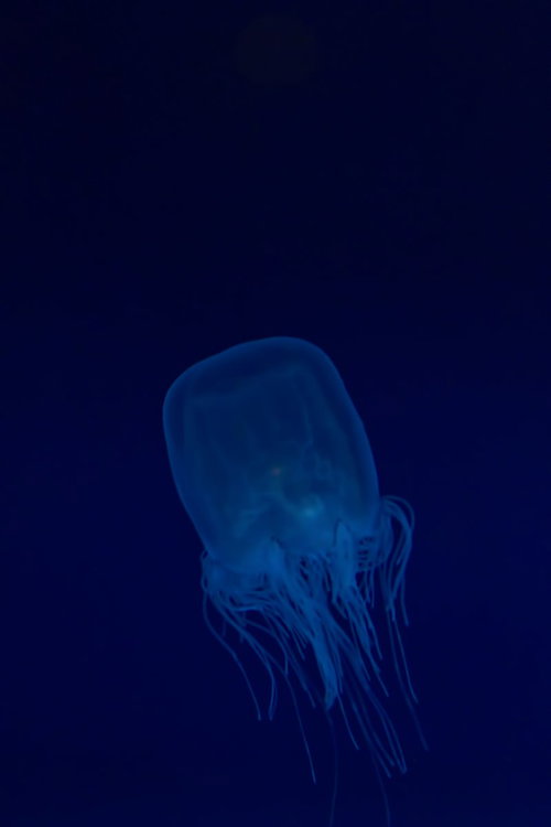 青く光る透明なカミクラゲ