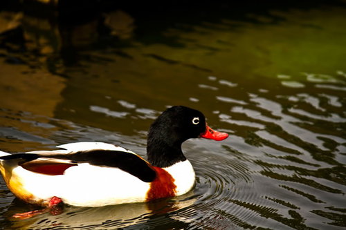 池を泳ぐ赤いくちばしのカモ