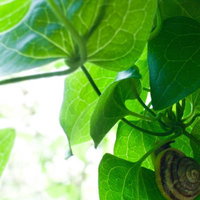 葉っぱの裏側を歩くカタツムリの写真